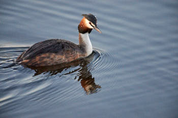 Faune des marais<br>NIKON D4, 700 mm, 12800 ISO,  1/1000 sec,  f : 5.6 